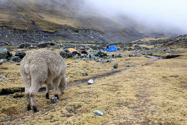 Lama vor Camp