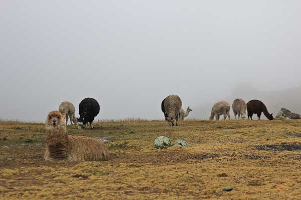 Lamas und Alpakas