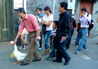 Spauiergang mit Gans