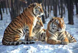 Amur Tiger