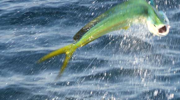 dorade