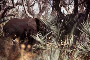 elefant1