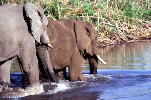 elefant4