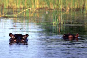 hippo