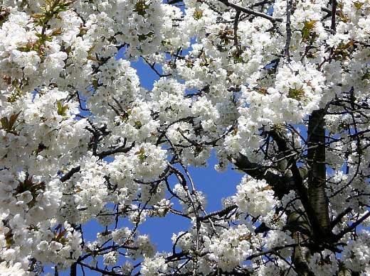 kirschblüten